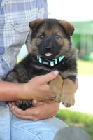 Bailey, a female German Shepherd Dog for sale in Ewing, IL – 1 of 10