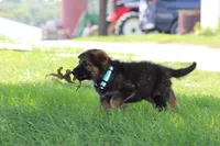 Bailey, a female German Shepherd Dog for sale in Ewing, IL – 6 of 10