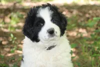 Spot, a male Anatolian Shepherd Dog and Great Pyrenees for sale in Ewing, IL – 6 of 7