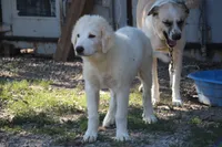 Samson, a male Anatolian Shepherd Dog and Great Pyrenees for sale in Ewing, IL – 2 of 5
