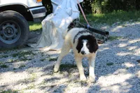 Spot, a male Anatolian Shepherd Dog and Great Pyrenees for sale in Ewing, IL – 4 of 6