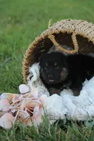 Ellie, a female German Shepherd Dog for sale in Ewing, IL – 2 of 8