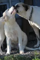 Samson, a male Anatolian Shepherd Dog and Great Pyrenees for sale in Ewing, IL – 3 of 5