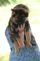Bailey, a female German Shepherd Dog for sale in Ewing, IL – 4 of 10