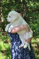 Petunia, a female Anatolian Shepherd Dog and Great Pyrenees for sale in Ewing, IL – 4 of 5
