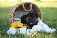 Kimber, a female German Shepherd Dog for sale in Ewing, IL – 2 of 7