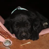 Lexington, a female Goldador for sale in Ewing, IL – Photo 8 of 9