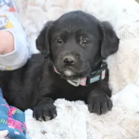 Lexington, a female Goldador for sale in Ewing, IL – Photo 9 of 9
