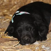 Lexington, a female Goldador for sale in Ewing, IL – Photo 7 of 9