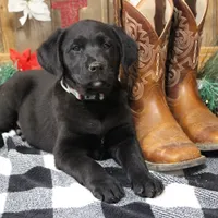 Lexington, a female Goldador for sale in Ewing, IL – Photo 1 of 9