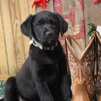 Lexington, a female Goldador for sale in Ewing, IL – Photo 2 of 9