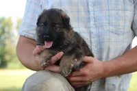Oakley, a female German Shepherd Dog for sale in Ewing, IL – 4 of 6