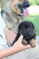 Beretta, a female German Shepherd Dog for sale in Ewing, IL – 4 of 9