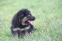 Ellie, a female German Shepherd Dog for sale in Ewing, IL – 6 of 8