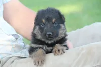 Ellie, a female German Shepherd Dog for sale in Ewing, IL – 7 of 8