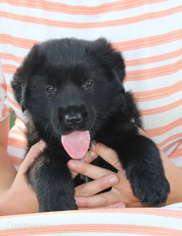 Hardin – German Shepherd Dog, English Cream Golden Retriever puppy for sale in Ewing, IL