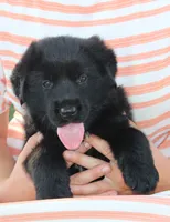 Hardin, a male German Shepherd Dog and English Cream Golden Retriever for sale in Ewing, IL – 1 of 10