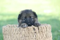 Oakley, a female German Shepherd Dog for sale in Ewing, IL – 6 of 6