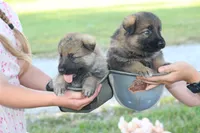 Scout, a male German Shepherd Dog for sale in Ewing, IL – 5 of 8