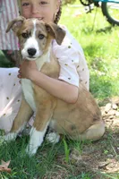 Ranger, a male Collie for sale in Ewing, IL – 3 of 5