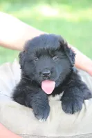 Tessa, a female German Shepherd Dog and English Cream Golden Retriever for sale in Ewing, IL – 9 of 9