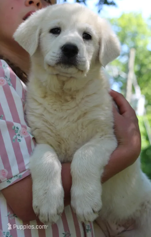 Petunia – Anatolian Shepherd Dog, Great Pyrenees puppy for sale in Ewing, IL