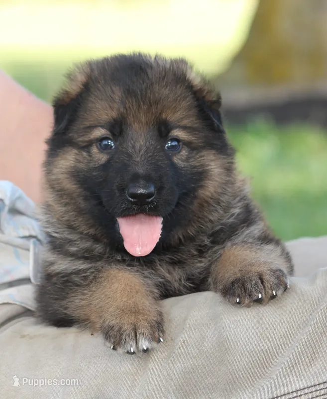 Oakley – German Shepherd Dog puppy for sale in Ewing, IL