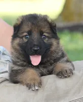 Oakley, a female German Shepherd Dog for sale in Ewing, IL – 1 of 6