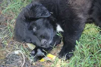 Tessa, a female Labrador Retriever and English Cream Golden Retriever for sale in Ewing, IL – 4 of 10