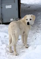Tippy, a male Anatolian Shepherd Dog and Great Pyrenees for sale in Ewing, IL – Photo 5 of 5