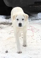 Tippy, a male Anatolian Shepherd Dog and Great Pyrenees for sale in Ewing, IL – Photo 4 of 5