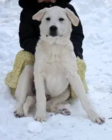 Tippy, a male Anatolian Shepherd Dog and Great Pyrenees for sale in Ewing, IL – Photo 1 of 5