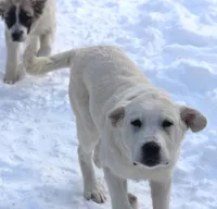 Tippy, a male Anatolian Shepherd Dog and Great Pyrenees for sale in Ewing, IL – Photo 2 of 5