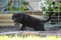 Hardin, a male Labrador Retriever and English Cream Golden Retriever for sale in Ewing, IL – 3 of 10