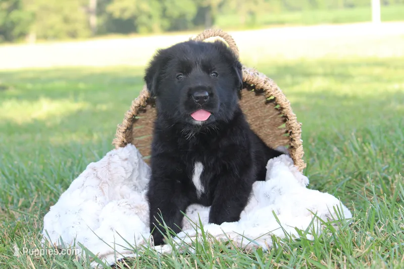 Hardin – German Shepherd Dog, English Cream Golden Retriever puppy for sale in Ewing, IL