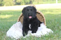 Hardin, a male German Shepherd Dog and English Cream Golden Retriever for sale in Ewing, IL – 2 of 10