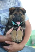 Bailey, a female German Shepherd Dog for sale in Ewing, IL – 7 of 10