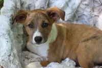 Rover , a male Collie for sale in Ewing, IL – 2 of 6