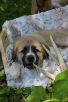 Browny, a male Anatolian Shepherd Dog and Great Pyrenees for sale in Ewing, IL – 6 of 6