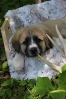 Browny, a male Anatolian Shepherd Dog and Great Pyrenees for sale in Ewing, IL – 4 of 6