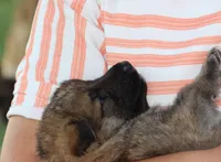 Boone , a male German Shepherd Dog for sale in Ewing, IL – 9 of 9
