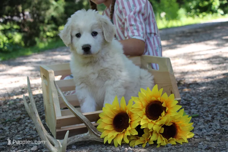 Samson – Anatolian Shepherd Dog, Great Pyrenees puppy for sale in Ewing, IL