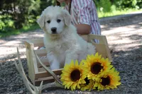 Samson, a male Anatolian Shepherd Dog and Great Pyrenees for sale in Ewing, IL – 1 of 5