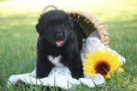 Tessa, a female German Shepherd Dog and English Cream Golden Retriever for sale in Ewing, IL – 1 of 9