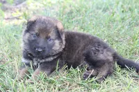 Bailey, a female German Shepherd Dog for sale in Ewing, IL – 2 of 6