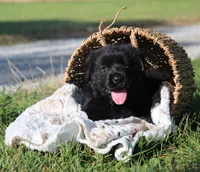 Hardin, a male German Shepherd Dog and English Cream Golden Retriever for sale in Ewing, IL – 4 of 10