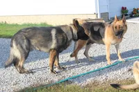 Bailey, a female German Shepherd Dog for sale in Ewing, IL – 10 of 10