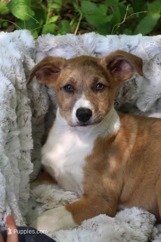 Rover  – Collie puppy for sale in Ewing, IL
