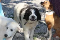 Spot, a male Anatolian Shepherd Dog and Great Pyrenees for sale in Ewing, IL – 2 of 6