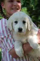 Peany, a female Anatolian Shepherd Dog and Great Pyrenees for sale in Ewing, IL – 4 of 5